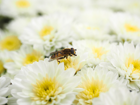 Bee gathering nectar while pollinating a pile of white flowers with yellow centerの写真素材
