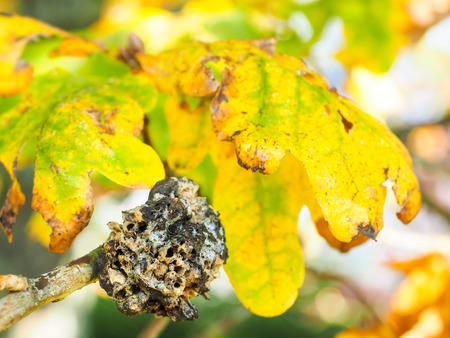 Closeup of fungi growth on oak tree in autumn colorsの写真素材