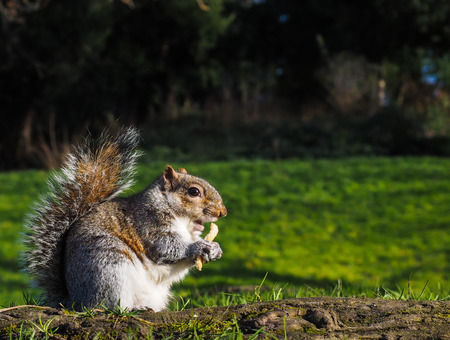 Squirrel eating on a treat in a park in sunlight with green grassの写真素材