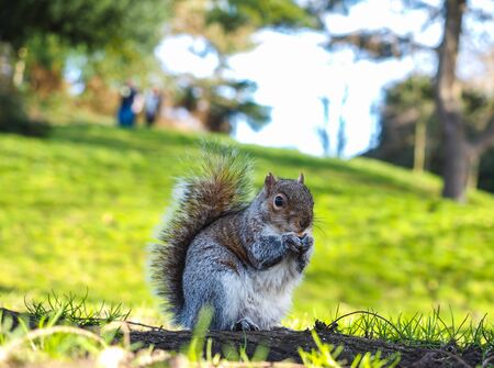 Squirrel eating on a treat in a park in shadow with green grassの写真素材