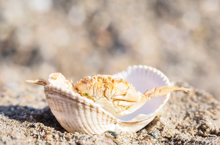 Closeup of a crab hiding in a empty white clam in sandの写真素材