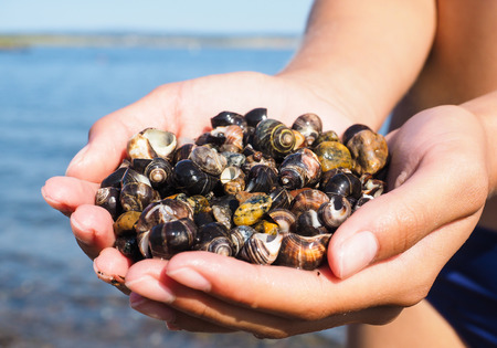 Young female person with hands full of salt water snails on the beachの写真素材