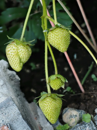 Unripe green strawberries hanging towardsの素材