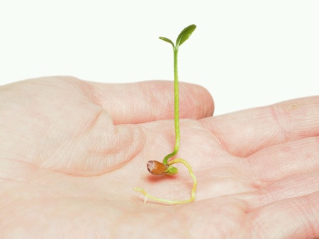 Beautiful little seedling sprouting in a person's hand, isolated on whiteの素材