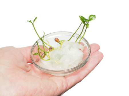 Young plant sprouting from seed in cotton, in hand isolated on whiteの写真素材