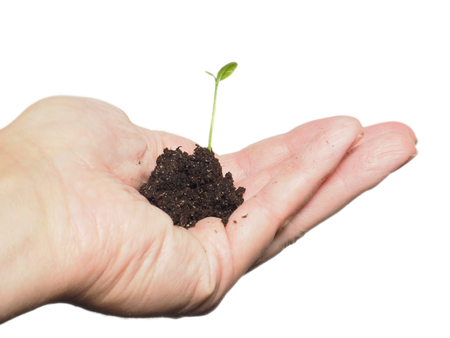 Young plant sprouting from seed in soil, in hand isolated on whiteの写真素材
