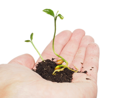 Young plant sprouting from seed in soil, in hand isolated on whiteの写真素材