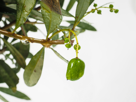 Unripe tiny olives at closeup with water dropletsの写真素材