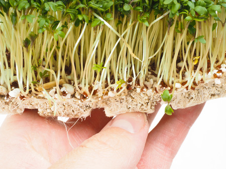 Person holding a tray of watercress up closeの写真素材