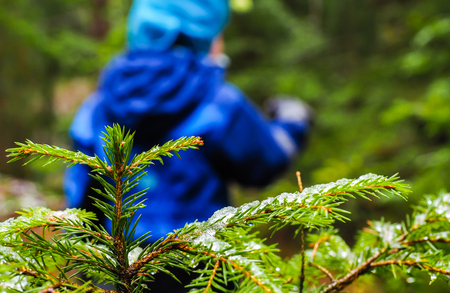 Unrecognizable boy in blue walking away from a spruce with ice on needles at winter in a dark forestの写真素材