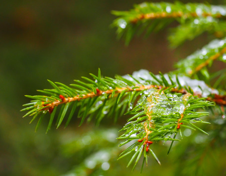 Closeup of spruce with ice with beautiful bokeh, isolated towards green lush foliageの写真素材