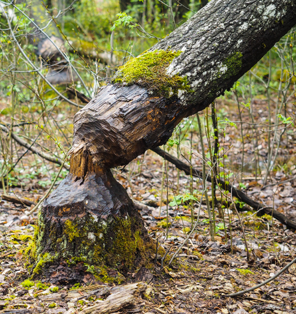 Closeup of a birch tree fallen after being eaten by beaver with green mossの写真素材
