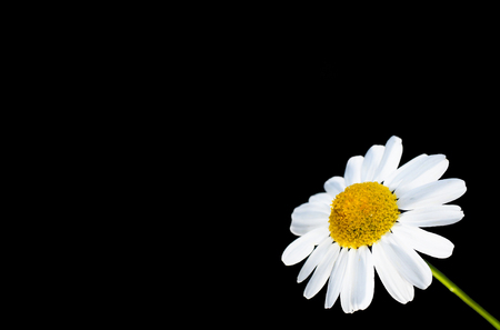 Beautiful daisy flower isolated in bottom right corner, against black with copy spaceの写真素材
