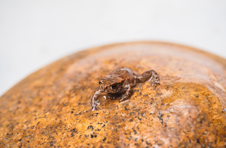 Common european frog on top of a rock in matching brown color with copy spaceの写真素材
