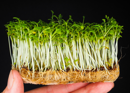 Cress with roots held by fingers isolated on black backgroundの写真素材