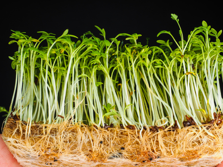 Cress from low angle view isolated towards blackの写真素材