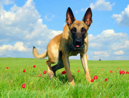 malinoisの写真素材