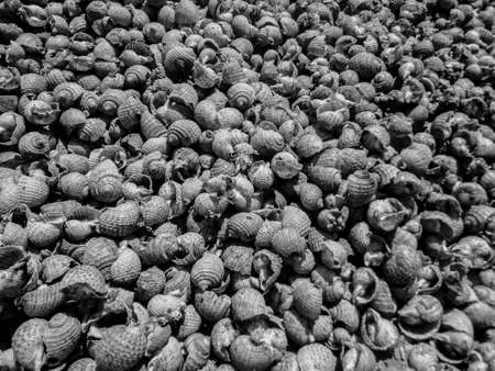 Abstract texture of black and white shellsの写真素材