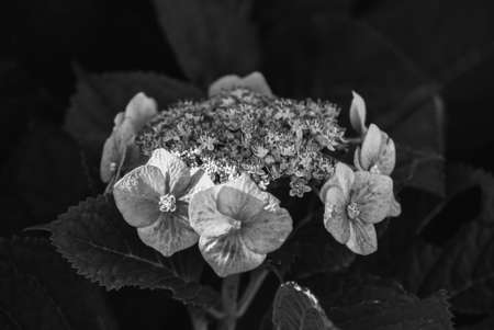 Macro of a black and white flowerの写真素材