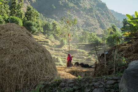 Strong woman in rural Nepal working in the rice fields at Annapurna circuit