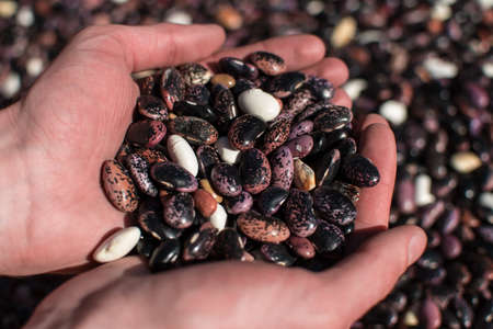 Two hands palming an assortment of colorful dried beansの写真素材