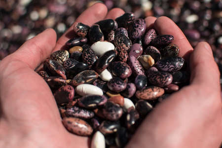 Two hands palming an assortment of colorful dried beansの写真素材