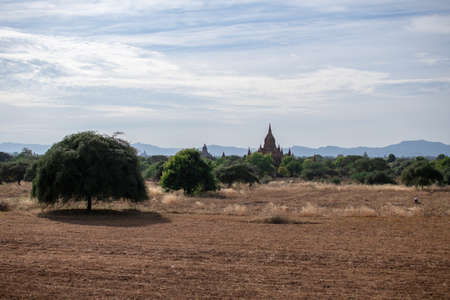 BAGAN, NYAUNG-U, MYANMAR - 3 JANUARY 2020: The top of old and historical temples peaking out above the tree vegetation in the distance from a dry grass fieldのeditorial素材