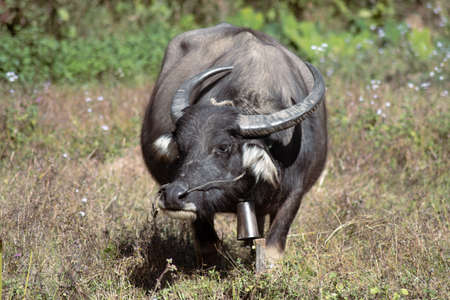 A black and brown buffalo standing alonw i a dry grass field between Kalaw and Inle Lake, Myanmar