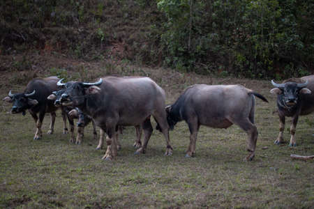 A buffalo family by a local farm village on hike from Kalaw to Inle Lake, Shan state, Myanmar
