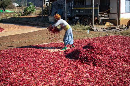 Shan state, Myanmar - January 6 2020: A local farmer distributes red hot organic chili by hand to sun dry on a farm plantation between Kalaw and Inle Lakeのeditorial素材