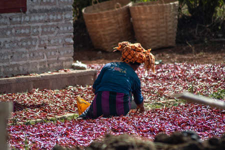 Shan state, Myanmar - January 6 2020: A local farmer distributes red hot organic chili by hand to sun dry on a farm plantation between Kalaw and Inle Lakeのeditorial素材