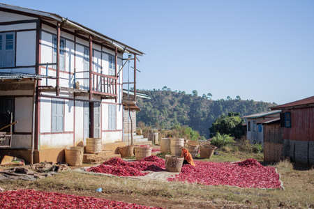 Shan state, Myanmar - January 6 2020: A local farmer distributes red hot organic chili by hand to sun dry on a farm plantation between Kalaw and Inle Lakeのeditorial素材