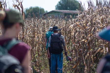 A tourist group walks in a corn field while on a hike from Kalaw to Inle Lake, Shan state, Myanmarの写真素材