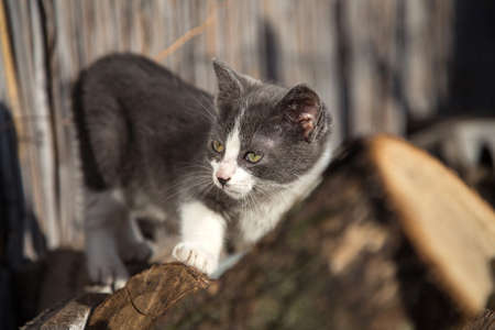 Cat outside lookingの写真素材