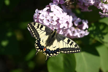 butterfly on flowerの写真素材