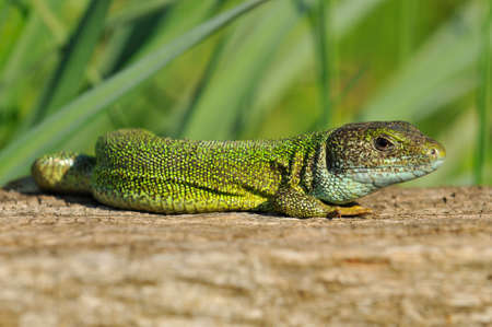 Green lizardの写真素材