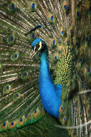 Peacockの写真素材