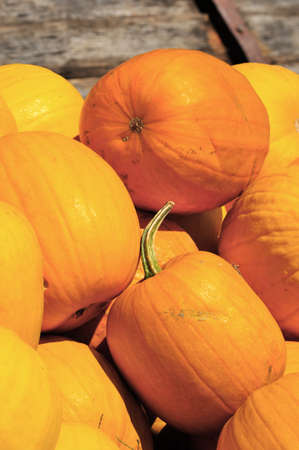 Pumpkinの写真素材