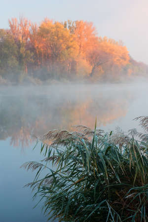 Autumn landscape on river. Orange forest in fog and reeds in morning frost. Frosty sunny sunriseの写真素材