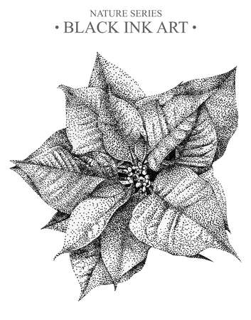Illustration with flower Poinsettia drawn by hand with black ink. 
Graphic drawing, pointillism technique. Floral element for design
の写真素材