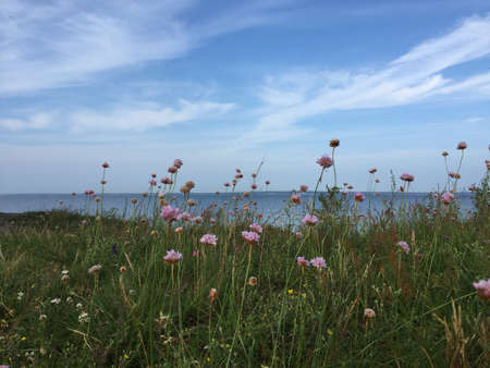 Flowers at Baltic seaの素材