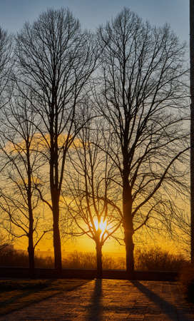 Sunset and treeの写真素材
