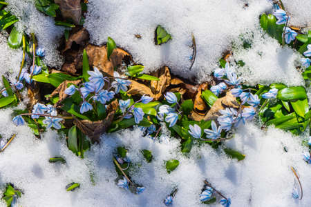 Firts spring flowers growing under snowの写真素材