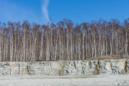 Birch forest on a rocky terrain