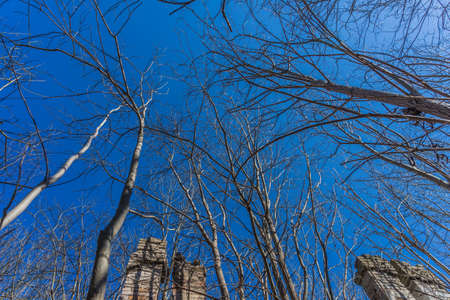 Tree branches and sky viewの写真素材