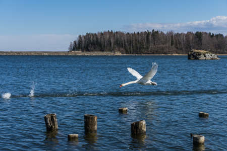 Baltic sea landscape with swansの写真素材