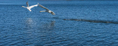 Baltic sea landscape with swansの写真素材
