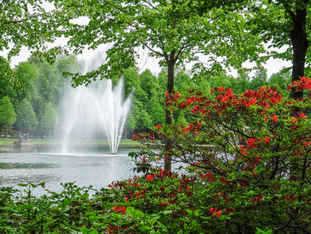 trees in a summer forestの写真素材