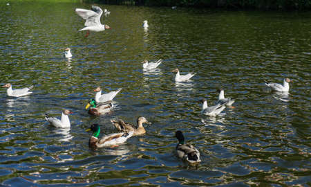 Seagulls and ducks fighting for foodの写真素材
