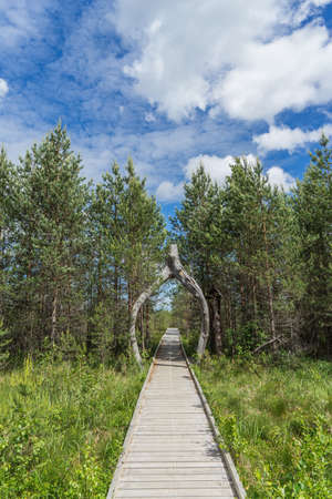 Wide wooden walkway on Riisa bog in Estonia going to the a small coniferous forest of pines in summer sunny day with blue sky and big cloudsの写真素材